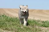 CHIEN FINNOIS DE LAPONIE 562
